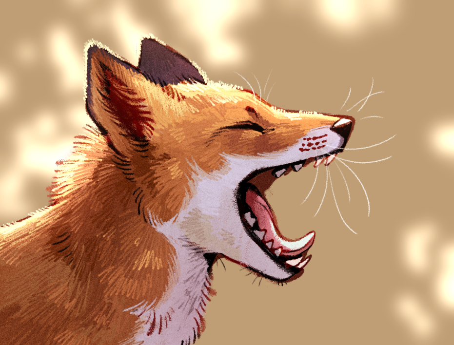 bust-shot of a fox yawning, featuring dappled light in the background